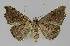  ( - BC EF Alc 01157)  @13 [ ] Copyright (2010) Unspecified Research Collection of Egbert Friedrich