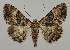  ( - BC EF Lep 02002)  @14 [ ] Copyright (2010) Unspecified Research Collection of Egbert Friedrich