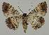 ( - BC EF Lep 02002)  @14 [ ] Copyright (2010) Unspecified Research Collection of Egbert Friedrich