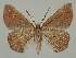  ( - BC EF Lep 02019)  @13 [ ] Copyright (2010) Unspecified Research Collection of Egbert Friedrich
