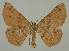  ( - BC EF Lep 02021)  @14 [ ] Copyright (2010) Unspecified Research Collection of Egbert Friedrich