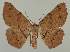  ( - BC EF Lep 02022)  @14 [ ] Copyright (2010) Unspecified Research Collection of Egbert Friedrich