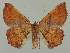  ( - BC EF Lep 02022)  @13 [ ] Copyright (2010) Unspecified Research Collection of Egbert Friedrich