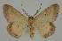  ( - BC EF Lep 02041)  @13 [ ] Copyright (2010) Unspecified Research Collection of Egbert Friedrich