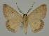  ( - BC EF Lep 02042)  @13 [ ] Copyright (2010) Unspecified Research Collection of Egbert Friedrich