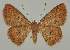  ( - BC EF Lep 02043)  @14 [ ] Copyright (2010) Unspecified Research Collection of Egbert Friedrich