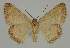  ( - BC EF Lep 02044)  @13 [ ] Copyright (2010) Unspecified Research Collection of Egbert Friedrich