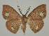  ( - BC EF Lep 02046)  @14 [ ] Copyright (2010) Unspecified Research Collection of Egbert Friedrich