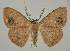  ( - BC EF Lep 02047)  @14 [ ] Copyright (2010) Unspecified Research Collection of Egbert Friedrich
