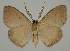  ( - BC EF Lep 02048)  @13 [ ] Copyright (2010) Unspecified Research Collection of Egbert Friedrich
