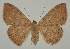 ( - BC EF Lep 02049)  @14 [ ] Copyright (2010) Unspecified Research Collection of Egbert Friedrich