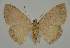  ( - BC EF Lep 02050)  @13 [ ] Copyright (2010) Unspecified Research Collection of Egbert Friedrich