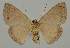  ( - BC EF Lep 02051)  @13 [ ] Copyright (2010) Unspecified Research Collection of Egbert Friedrich