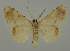  ( - BC EF Lep 02080)  @13 [ ] Copyright (2010) Unspecified Research Collection of Egbert Friedrich