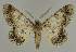  ( - BC EF Lep 02109)  @14 [ ] Copyright (2010) Unspecified Research Collection of Egbert Friedrich
