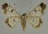  ( - BC EF Lep 02112)  @13 [ ] Copyright (2010) Unspecified Research Collection of Egbert Friedrich