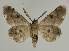 ( - BC EF Lep 02113)  @13 [ ] Copyright (2010) Unspecified Research Collection of Egbert Friedrich