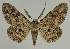  (Cleora injectariaEF02 - BC EF Lep 02114)  @14 [ ] Copyright (2010) Unspecified Research Collection of Egbert Friedrich