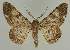  ( - BC EF Lep 02131)  @14 [ ] Copyright (2010) Unspecified Research Collection of Egbert Friedrich