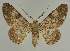  ( - BC EF Lep 02133)  @14 [ ] Copyright (2010) Unspecified Research Collection of Egbert Friedrich