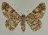  ( - BC EF Lep 02134)  @14 [ ] Copyright (2010) Unspecified Research Collection of Egbert Friedrich