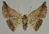  ( - BC EF Lep 02150)  @13 [ ] Copyright (2010) Unspecified Research Collection of Egbert Friedrich