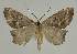  ( - BC EF Lep 02151)  @13 [ ] Copyright (2010) Unspecified Research Collection of Egbert Friedrich