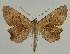  ( - BC EF Lep 02152)  @11 [ ] Copyright (2010) Unspecified Research Collection of Egbert Friedrich
