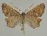  ( - BC EF Lep 02152)  @11 [ ] Copyright (2010) Unspecified Research Collection of Egbert Friedrich