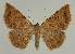  ( - BC EF Lep 02155)  @14 [ ] Copyright (2010) Unspecified Research Collection of Egbert Friedrich