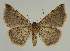  ( - BC EF Lep 02155)  @13 [ ] Copyright (2010) Unspecified Research Collection of Egbert Friedrich