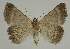  ( - BC EF Lep 02162)  @12 [ ] Copyright (2010) Unspecified Research Collection of Egbert Friedrich