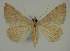 ( - BC EF Lep 02163)  @11 [ ] Copyright (2010) Unspecified Research Collection of Egbert Friedrich