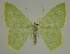  ( - BC EF Lep 02227)  @14 [ ] Copyright (2010) Unspecified Research Collection of Egbert Friedrich