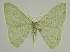 ( - BC EF Lep 02267)  @13 [ ] Copyright (2010) Unspecified Research Collection of Egbert Friedrich