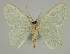  ( - BC EF Lep 02281)  @13 [ ] Copyright (2010) Unspecified Research Collection of Egbert Friedrich