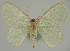  ( - BC EF Lep 02282)  @13 [ ] Copyright (2010) Unspecified Research Collection of Egbert Friedrich