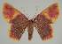  ( - BC EF Lep 02289)  @14 [ ] Copyright (2010) Unspecified Research Collection of Egbert Friedrich