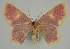  ( - BC EF Lep 02289)  @13 [ ] Copyright (2010) Unspecified Research Collection of Egbert Friedrich