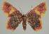  ( - BC EF Lep 02290)  @13 [ ] Copyright (2010) Unspecified Research Collection of Egbert Friedrich