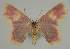  ( - BC EF Lep 02290)  @13 [ ] Copyright (2010) Unspecified Research Collection of Egbert Friedrich