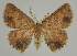  (Chrysocraspeda cyphosticha - BC EF Lep 02292)  @14 [ ] Copyright (2010) Unspecified Research Collection of Egbert Friedrich