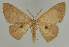  ( - BC EF Lep 02298)  @14 [ ] Copyright (2010) Unspecified Research Collection of Egbert Friedrich