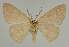  ( - BC EF Lep 02298)  @13 [ ] Copyright (2010) Unspecified Research Collection of Egbert Friedrich