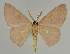  ( - BC EF Lep 02299)  @13 [ ] Copyright (2010) Unspecified Research Collection of Egbert Friedrich