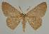  (Perixera obliviaria - BC EF Lep 02300)  @14 [ ] Copyright (2010) Unspecified Research Collection of Egbert Friedrich