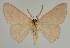  ( - BC EF Lep 02300)  @13 [ ] Copyright (2010) Unspecified Research Collection of Egbert Friedrich