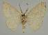  ( - BC EF Lep 02301)  @12 [ ] Copyright (2010) Unspecified Research Collection of Egbert Friedrich