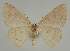  ( - BC EF Lep 02303)  @13 [ ] Copyright (2010) Unspecified Research Collection of Egbert Friedrich