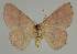  ( - BC EF Lep 02306)  @13 [ ] Copyright (2010) Unspecified Research Collection of Egbert Friedrich